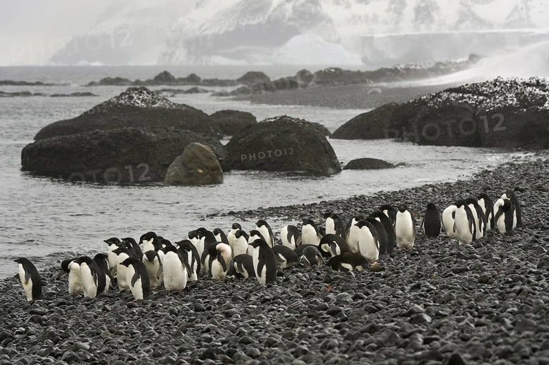 Adelie Penguin (Pygoscelis adeliae), Antarctica