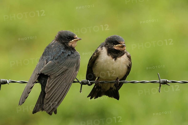 Barn Swallow (Hirundo rustica) juvenile, Lower Saxony, Germany, Europe