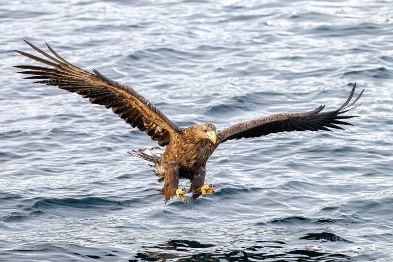 White-tailed eagle (Haliaeetus albicilla), in flight, Lofoten, Norway, Europe