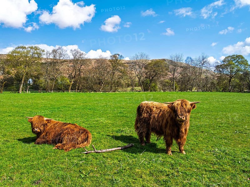 Highland Cattle from a drone, Scottish breed of rustic cattle, Highland, Scotland, UK