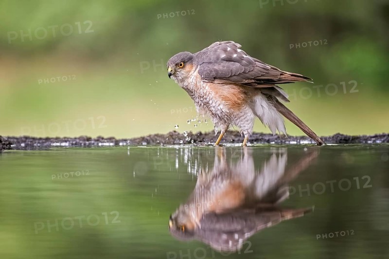 Eurasian Sparrowhawk (Accipiter nisus) male at waterhole, Hungary, Europe