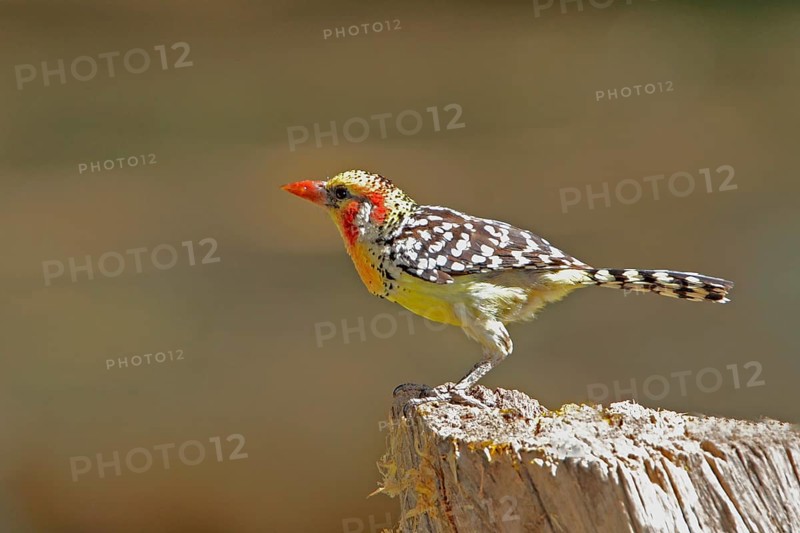 Red-and-yellow Barbet, Trachyphonus erythrocephalus, Kenya, Lake Baringo, Africa