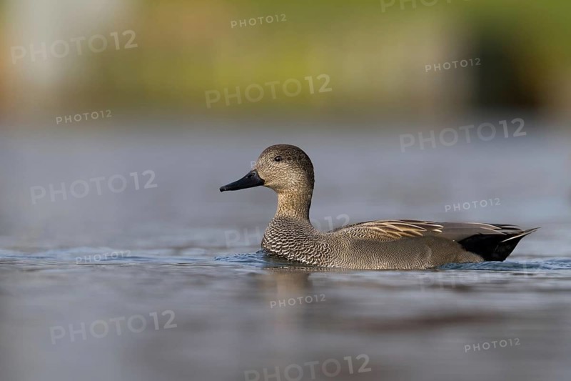Gadwall (Mareca strepera) female, Bavaria, Germany, Europe
