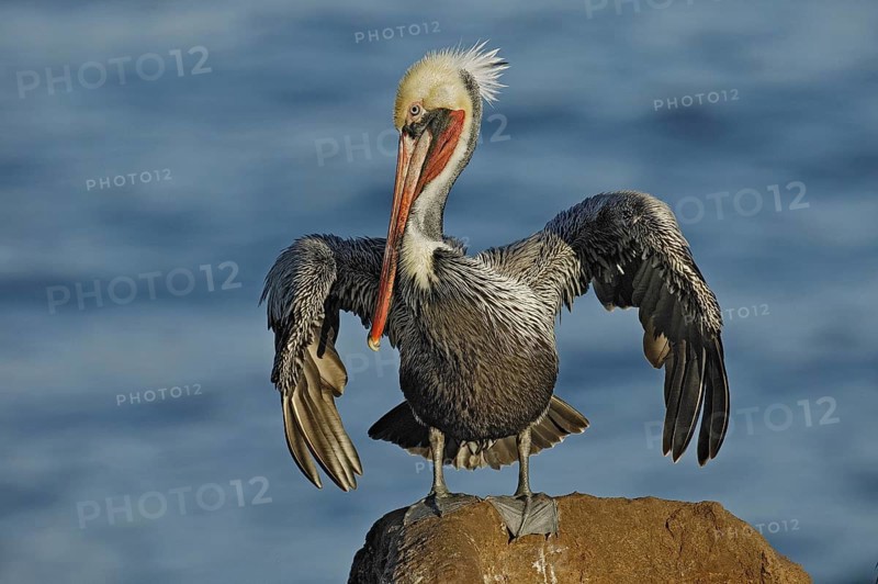 Brown Pelican (Pelecanus occidentalis), California, USA, North America