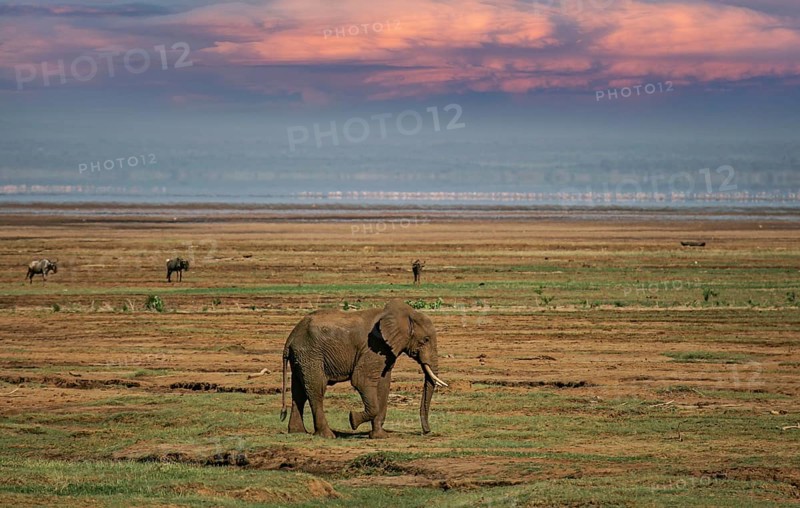 Afrikanischer Elefant (Loxodonta africana) einsamer Bulle streift durch Savanne, Serengeti National Park, Tansania | African elephant (Loxodonta africana) lonely elephant bull in savanna, Serengeti National Park; Tanzania