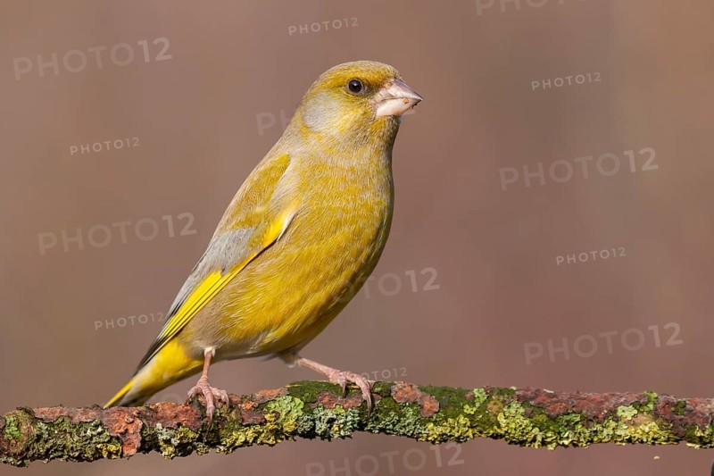 European Greenfinch (Chloris chloris) male perched on a branch, Lower Saxony, Germany, Europe