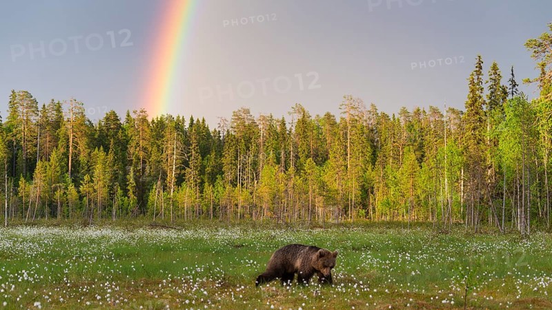 Eurasian Brown Bear (Ursus arctos) walking in front of rainbow in cottongrass forest glade, Finland, Europe