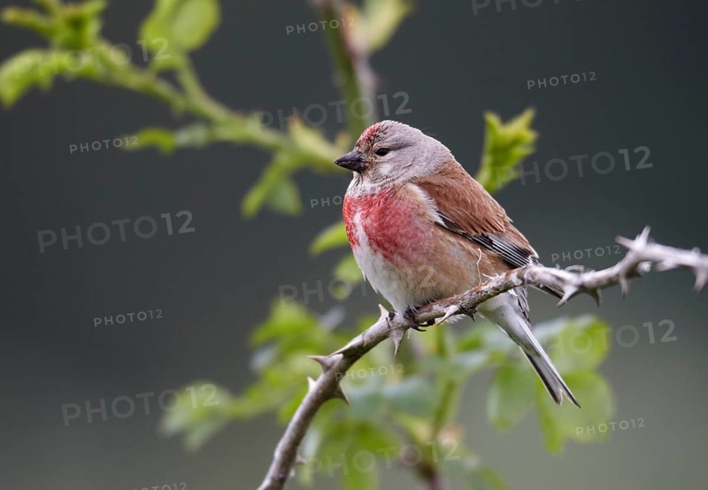 Common Linnet (Linaria cannabina) male, Mecklenburg-Western Pomerania, Germany, Europe