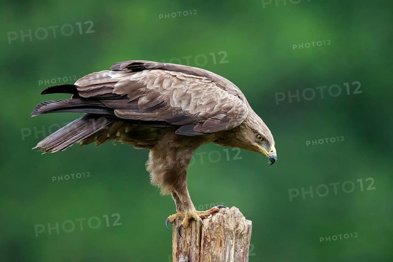 Lesser Spotted Eagle (Clanga pomarina) perched on a pale, Poland, Europe