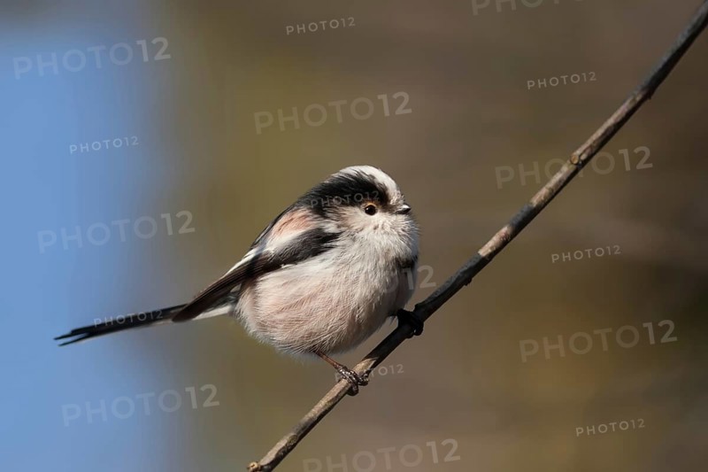 Long-tailed Tit (Aegithalos caudatus), Berlin, Germany, Europe
