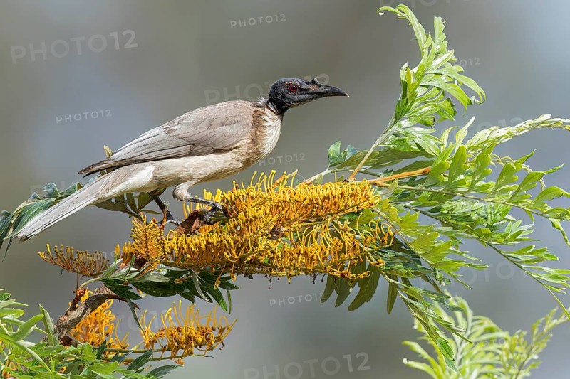 Noisy Friarbird (Philemon corniculatus) perched on a branch in eastern Australia