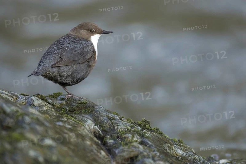 White-throated Dipper (Cinclus cinclus), Saxony, Germany, Europe