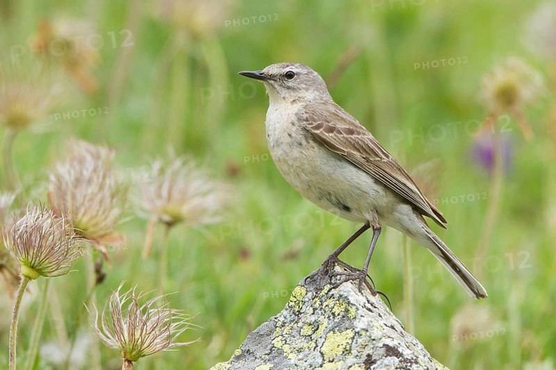 Water Pipit (Anthus spinoletta), Switzerland, Europe