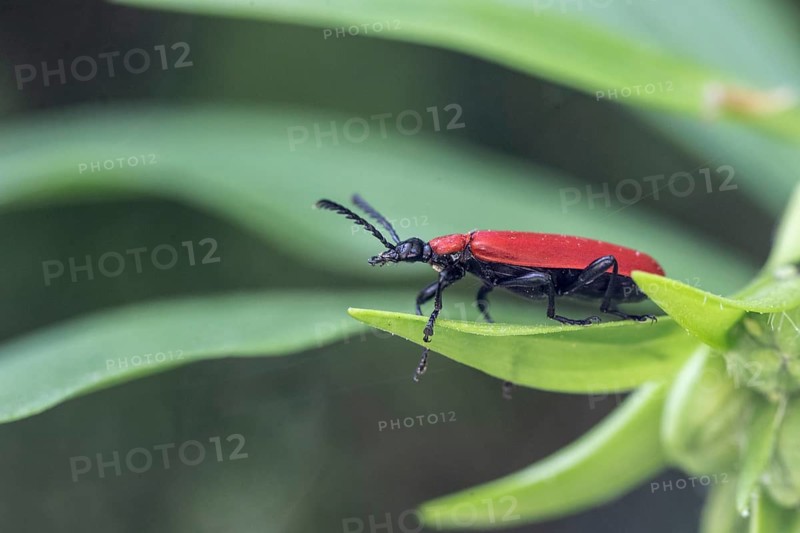 Black-headed Cardinal beetle (Pyrochroa coccinea), Emsland, Lower Saxony, Germany, Europe