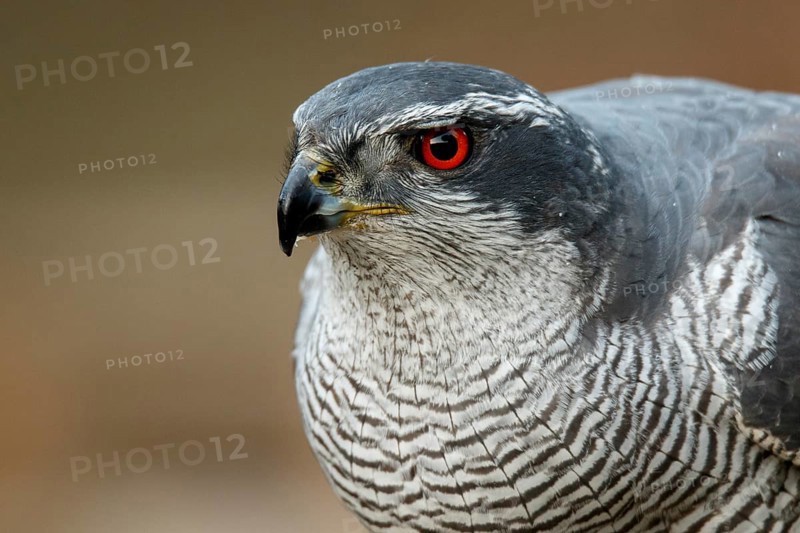 Northern Goshawk (Accipiter gentilis), adult male, Castile and Leon, Spain, Europe