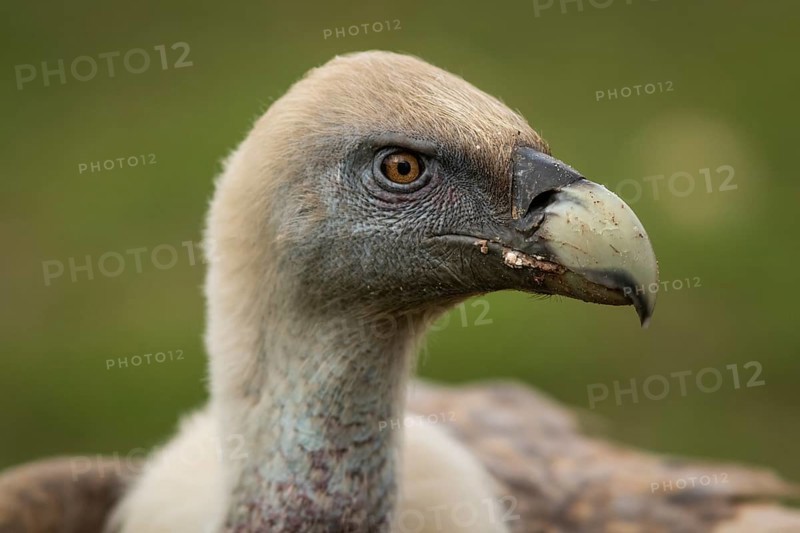 Griffon Vulture (Gyps fulvus), portrait, Castile and Leon, Spain, Europe