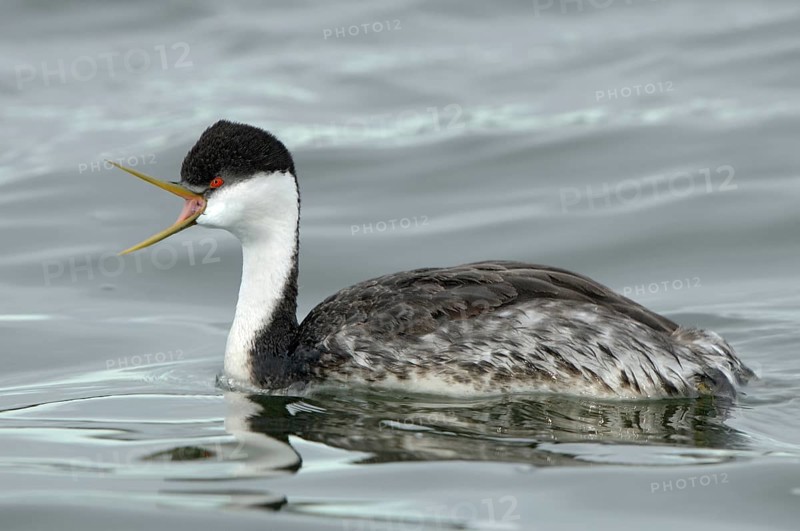 Western Grebe (Aechmophorus occidentalis), Montana, USA, North America