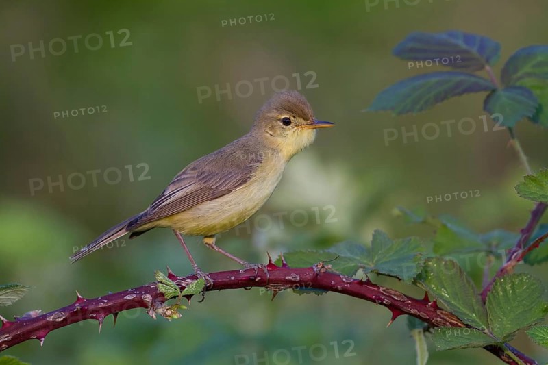 Melodious Warbler (Hippolais polyglotta) male, Rhineland-Palatinate, Germany, Europe