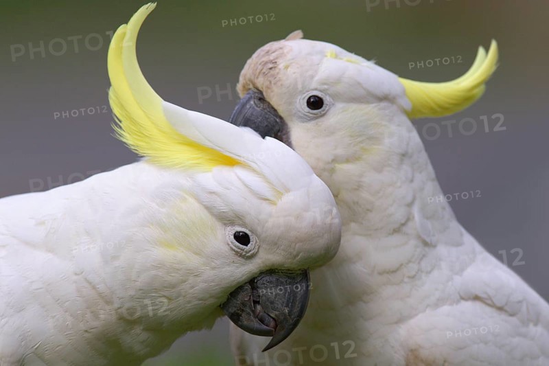 Sulphur-crested Cockatoo (Cacatua galerita) pair, Victoria, Australia, Oceania