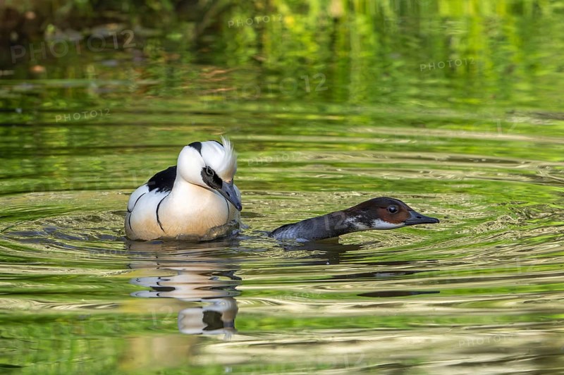Smew (Mergellus albellus, Mergus albellus) male mating with female in pond in spring