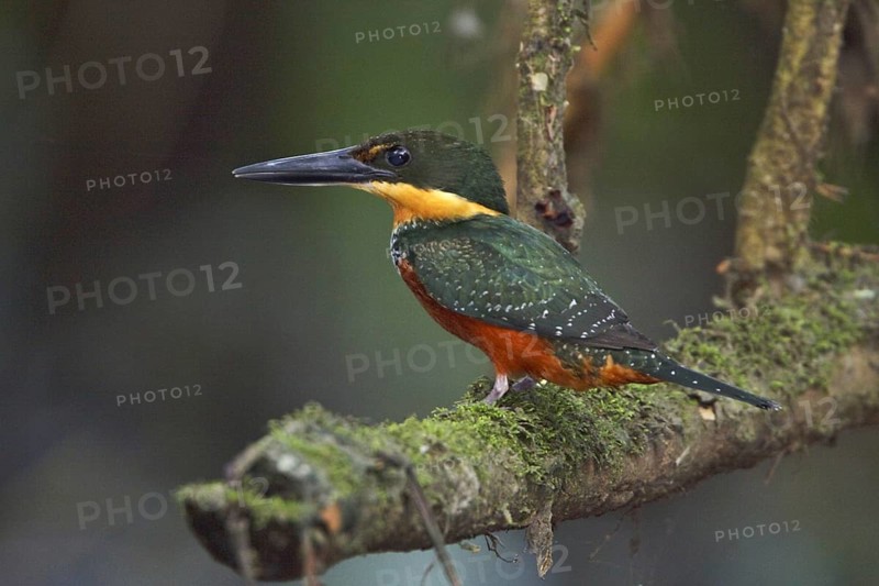 Green-and-rufous Kingfisher (Chloroceryle inda), Ecuador, South America