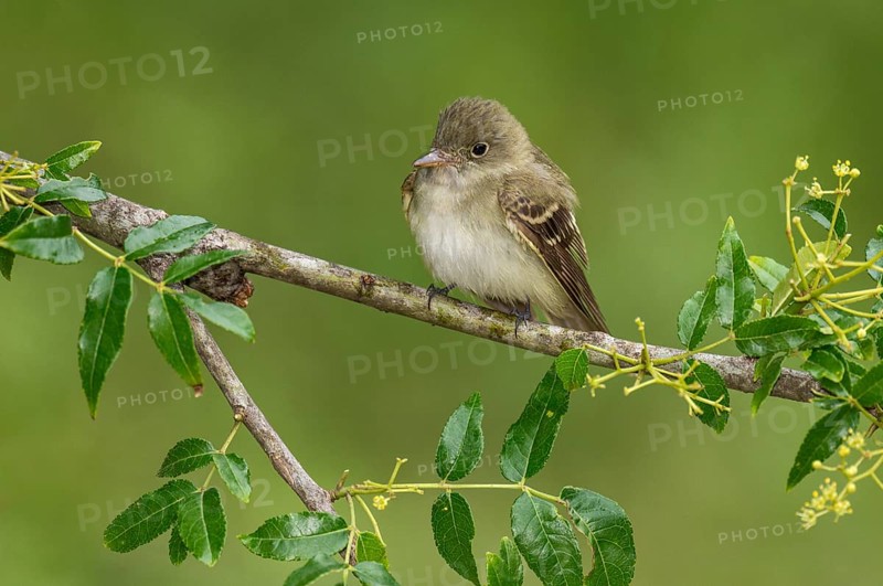 Acadian Flycatcher (Empidonax virescens) perched on a branch, Texas, USA, North America