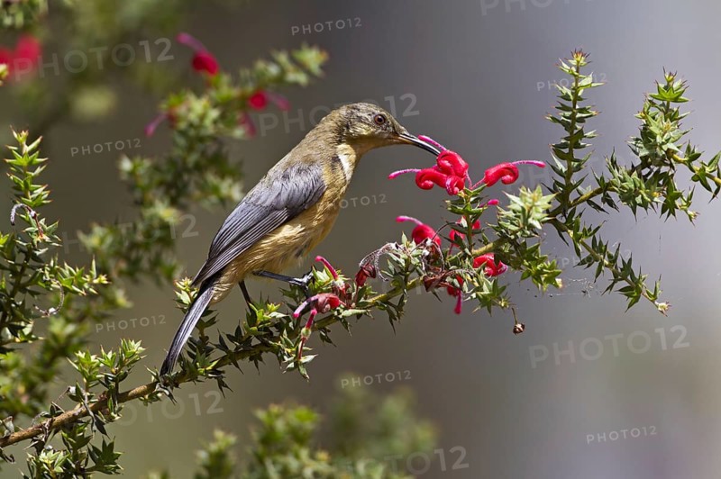 Eastern Spinebill (Acanthorhynchus tenuirostris) juvenile, New South Wales, Australia, Oceania