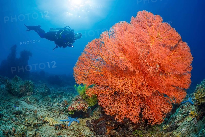Knotenfächer, Melithaea ochracea Knotted Fan Coral, Melithaea ochracea