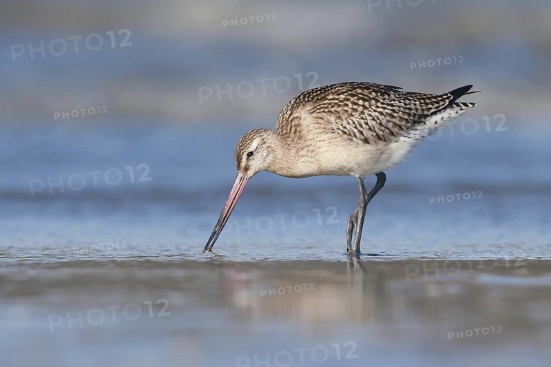 Bar-tailed Godwit (Limosa lapponica), Netherlands