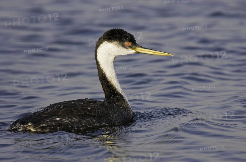 Western Grebe (Aechmophorus occidentalis), California, USA, North America