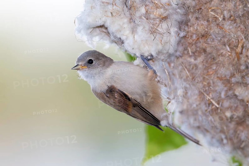 Eurasian Penduline Tit (Remiz pendulinus) juvenile, one week after leaving the nest, Saxony-Anhalt, Germany, Europe