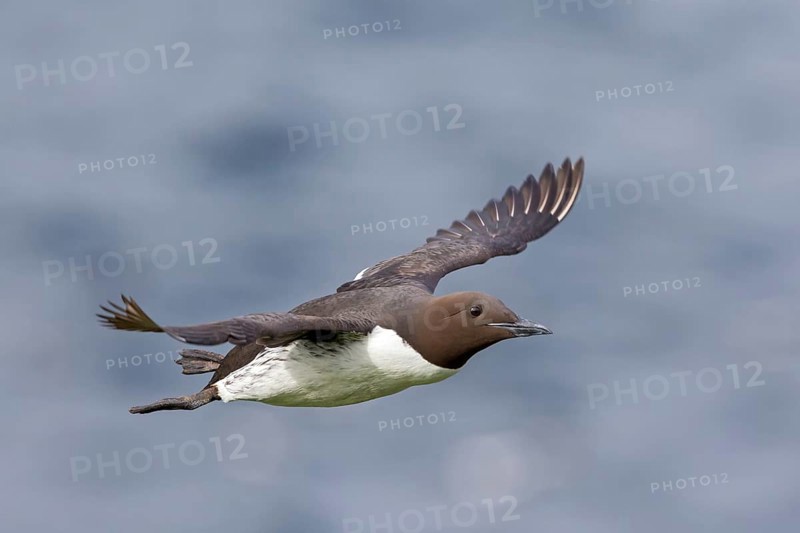 Trottellumme, Common Guillemot, Guillemot, Common Murre, Uria aalge, Guillemot de Troïl, Arao Común