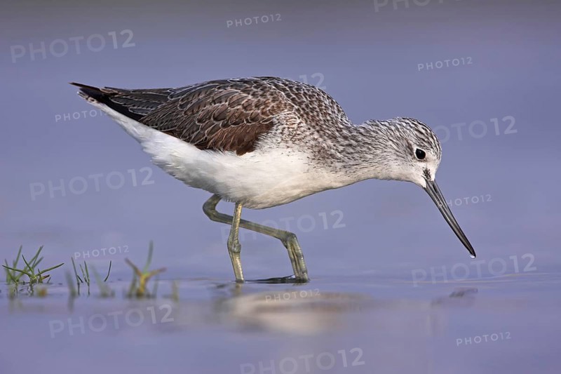 Common Greenshank (Tringa nebularia), Oman, Asia