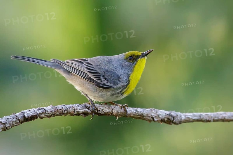 Olive-capped Warbler (Dendroica pityophila) perched on a branch in Cuba