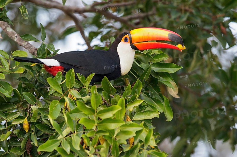 Toco Toucan (Ramphastos toco) perched on a branch in the Pantanal region of Brazil