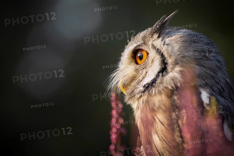 Southern White-faced Owl (Ptilopsis granti) captive, among flowers, Germany, Europe