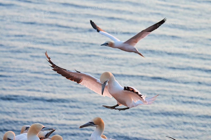 Northern gannet (Morus bassanus) flying over the sea at sunset, landing, wildlife, Helgoland, Germany, Europe