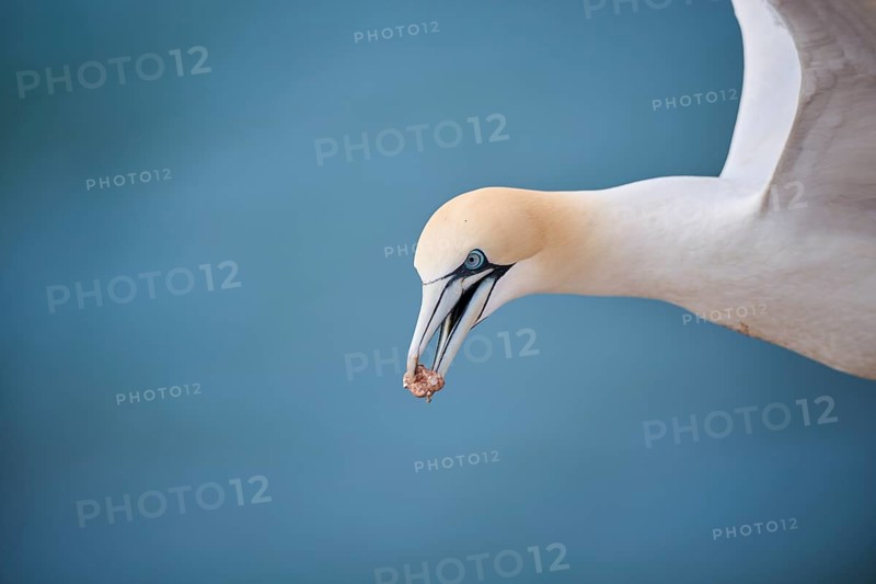 Northern gannet (Morus bassanus) flying over the sea, portrait, wildlife, Helgoland, Germany, Europe
