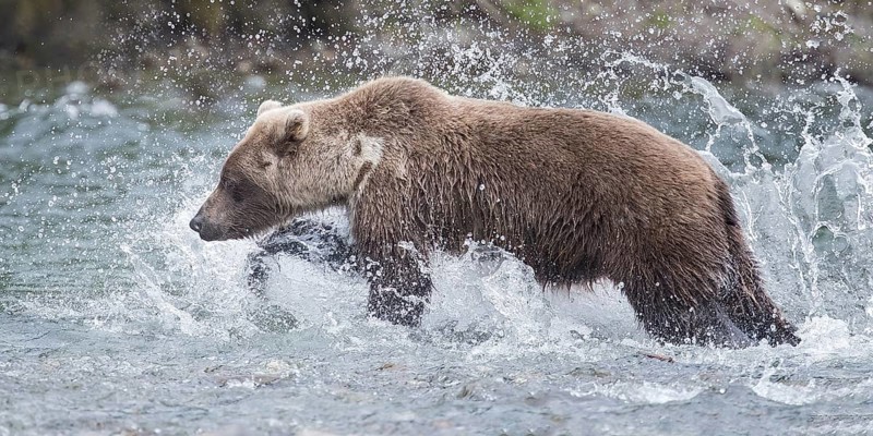 Grizzly Bear (Ursus arctos horribilis) hunting Pacific Salmon, British Columbia, Canada, North America