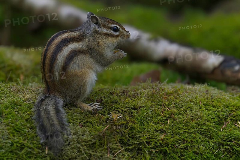 Siberian chipmunk (Eutamias sibiricus) in a forest in Tilburg Noord Brabant in the Netherlands