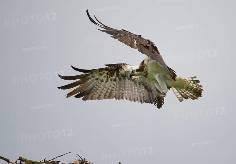 Western Osprey (Pandion haliaetus) flying, Mecklenburg-Western Pomerania, Germany, Europe