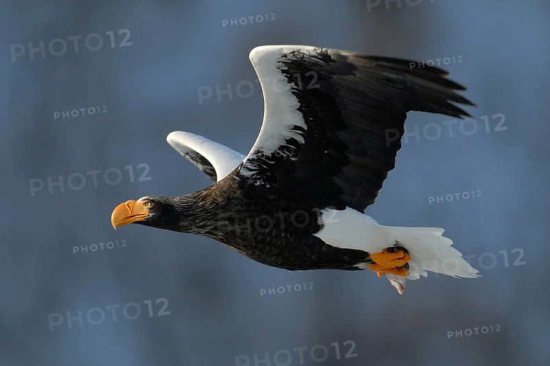 Steller's Sea Eagle (Haliaeetus pelagicus) flying, Hokkaido, Japan, Asia