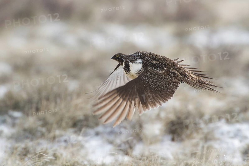 Sage Grouse (Centrocercus urophasianus) flying, Oregon, USA, North America