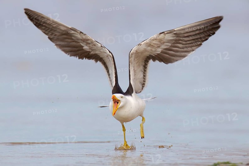 Pacific Gull (Larus pacificus), Victoria, Australia, Oceania