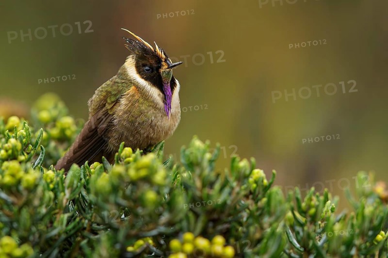 Buffy Helmetcrest (Oxypogon stuebelii) perched on a branch in the Andes Mountains of Colombia