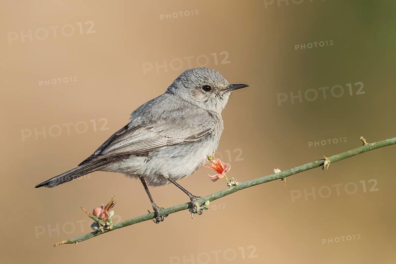 Blackstart (Oenanthe melanura), Eilat, Israel, Asia