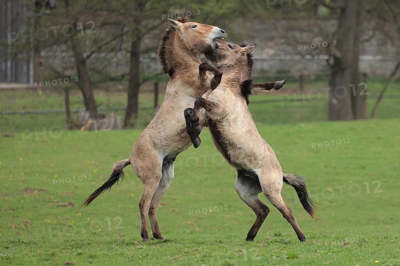 Przewalski's horse (Equus ferus przewalskii), playing in the meadow, rising, Tachi, Captive