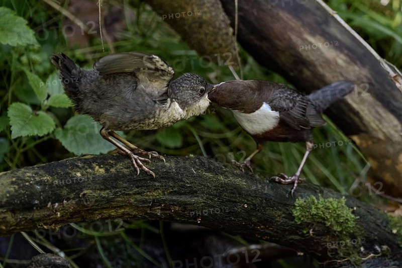 White-throated Dipper (Cinclus cinclus) feeding young, North Rhine-Westphalia, Germany, Europe