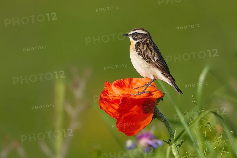 Whinchat (Saxicola rubetra) male perched on poppy flower, Armenia, Asia