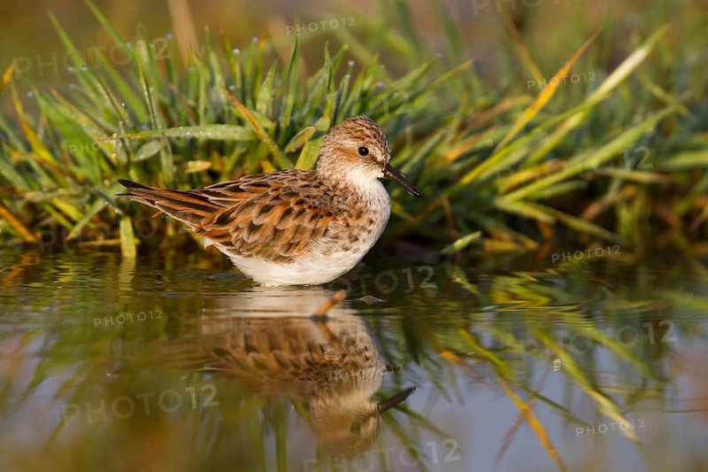 Little Stint (Calidris minuta), Cyprus, Europe